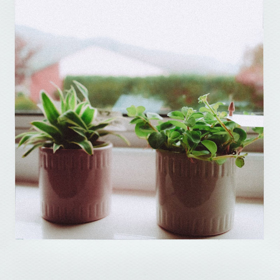 Hanging Strawberry Planter