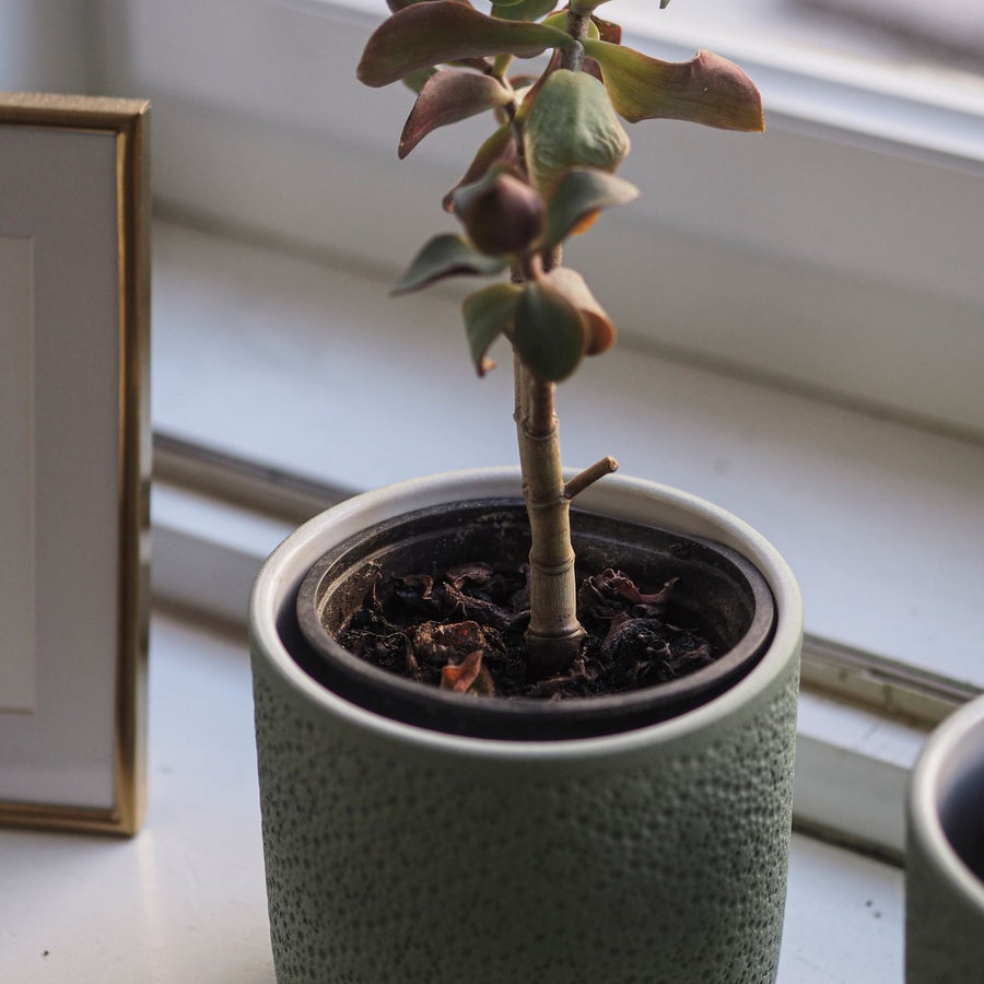 Radish Red Herb Pot