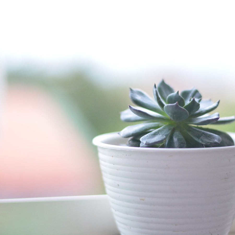 Gingham Bud Vase